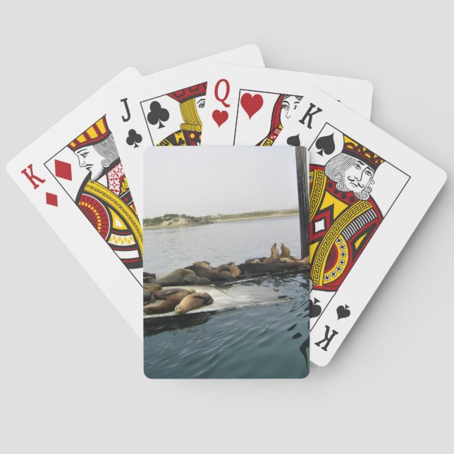 Harbour Seals, Morro Bay, California Playing Cards (Back)