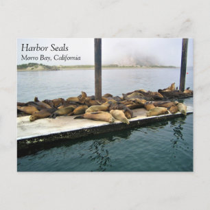 Harbour Seals, Morro Bay, California Postcard