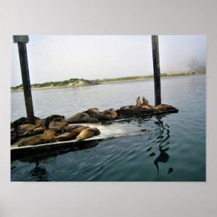 Harbour Seals, Morro Bay, California Poster