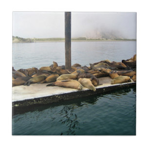 Harbour Seals, Morro Bay, California Tile
