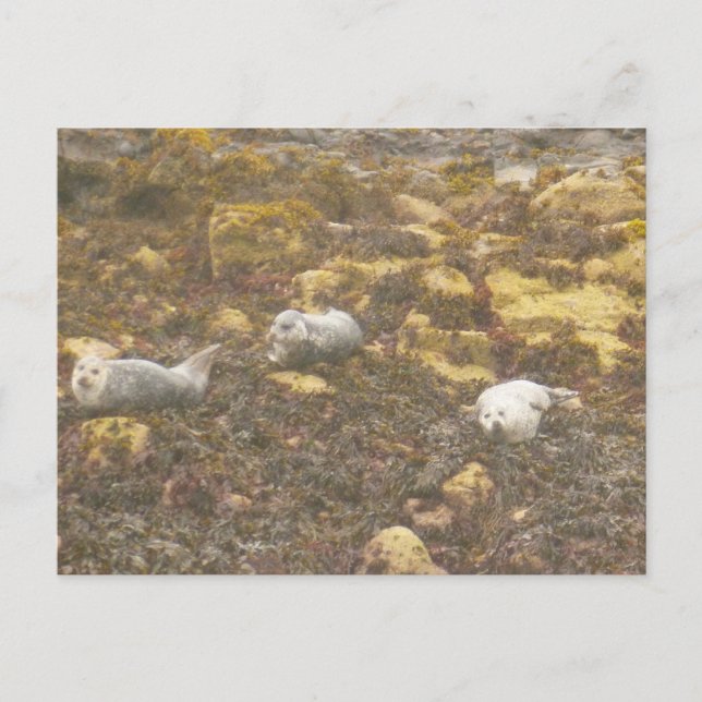 Harbour Seals Postcard (Front)