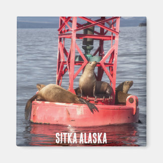 Harbour Seals - Sitka Alaska Magnet