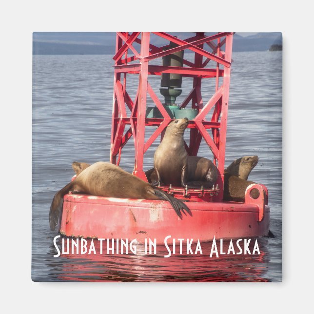 Harbour Seals Sunbathing Sitka Alaska Magnet (Front)