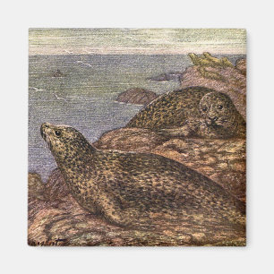 Harbour Seals, Vintage Marine Life Ocean Animals Magnet