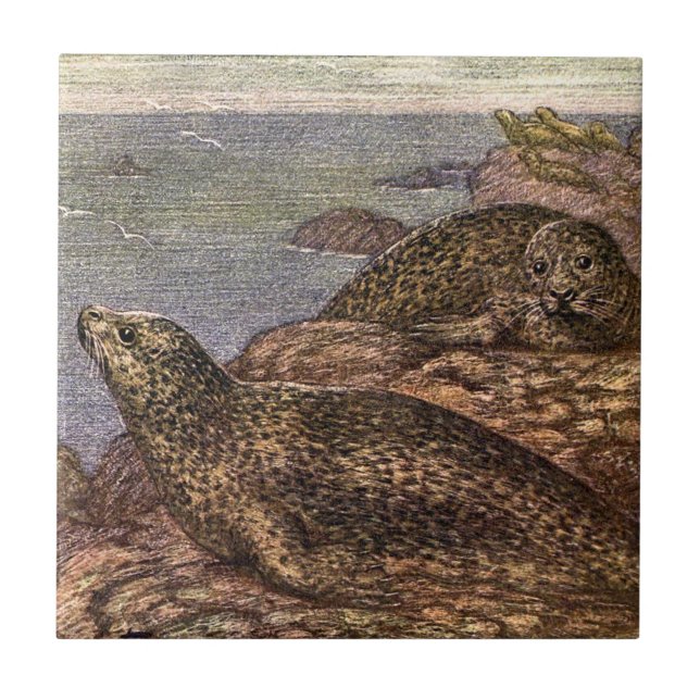 Harbour Seals, Vintage Marine Life Ocean Animals Tile (Front)