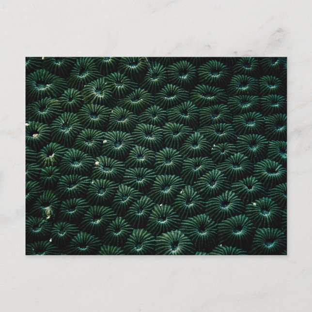 Hard coral favia, Maldives Postcard (Front)
