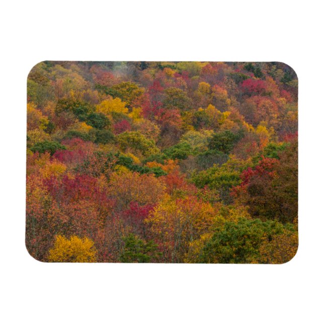 Hardwood Forest in Randolph County, West Virginia Magnet (Horizontal)