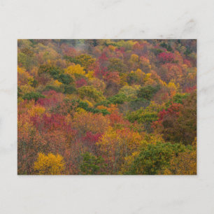Hardwood Forest in Randolph County, West Virginia Postcard