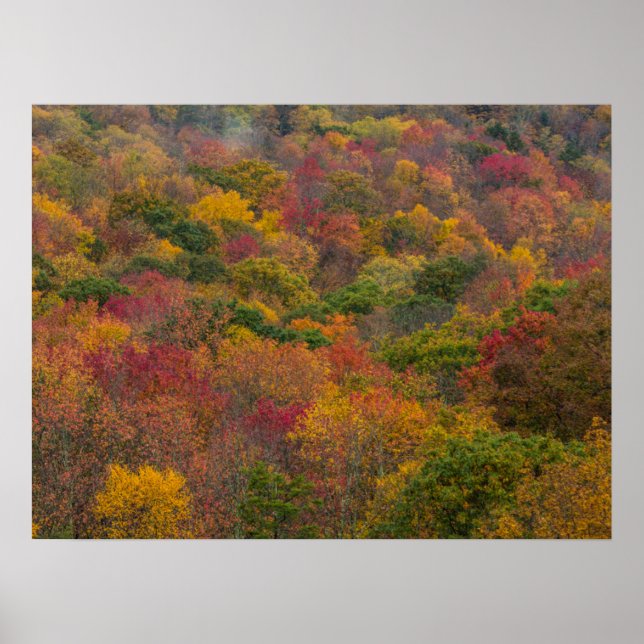 Hardwood Forest in Randolph County, West Virginia Poster (Front)