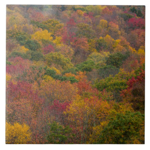 Hardwood Forest in Randolph County, West Virginia Tile