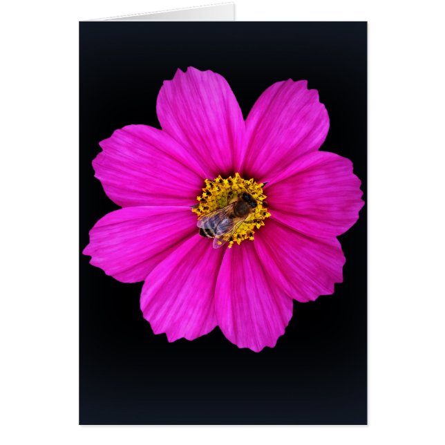 hardworking bee (Front)