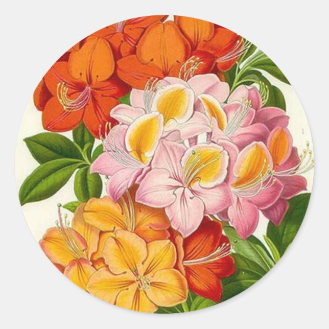 Hardy Azaleas by Sir Joseph Paxton Classic Round Sticker (Front)