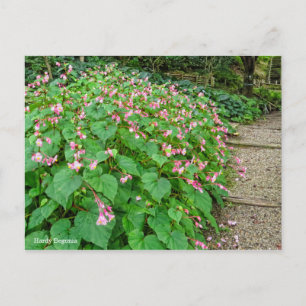 Hardy Begonia [Postcard] Postcard