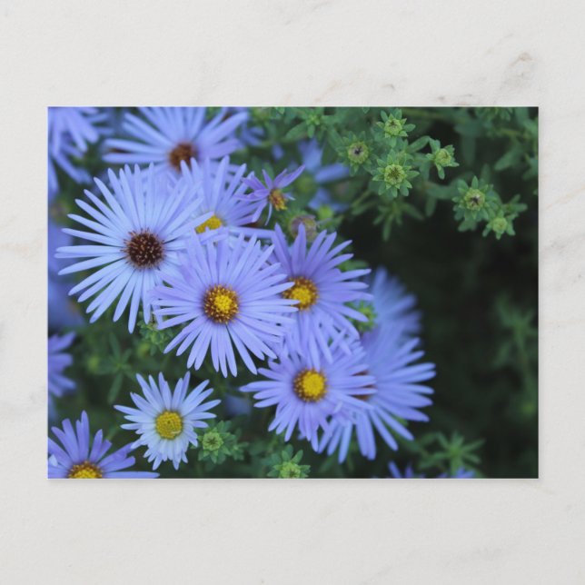 Hardy Blue Aster # 3 Postcard (Front)