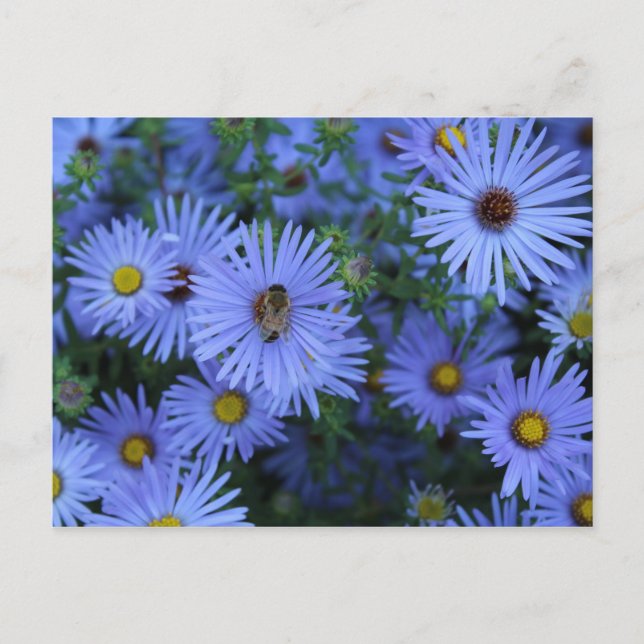 Hardy Blue Aster # 5 Postcard (Front)