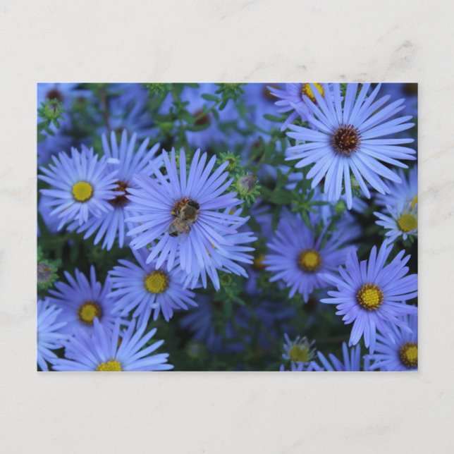 Hardy Blue Aster # 6 Postcard (Front)