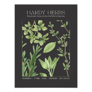 Hardy Herbs Botanical Print 