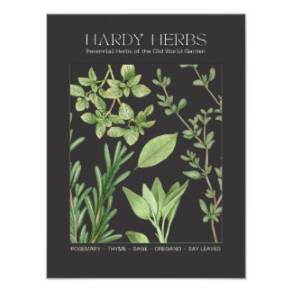 Hardy Herbs Botanical Print