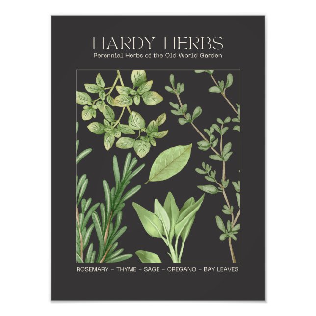 Hardy Herbs Botanical Print  (Front)