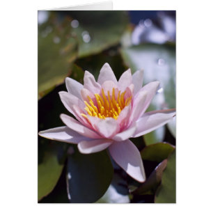 Hardy Water Lily Card
