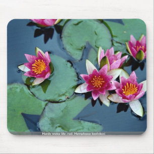Hardy water lily, red, Nymphaea laydekeri Mouse Mat