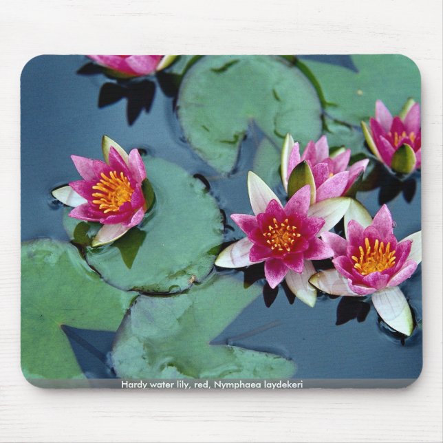 Hardy water lily, red, Nymphaea laydekeri Mouse Mat (Front)