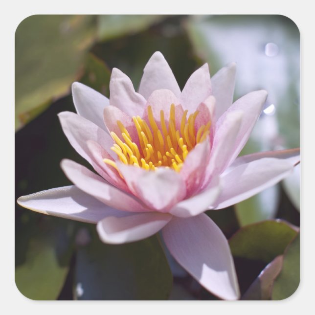 Hardy Water Lily Sticker (Front)