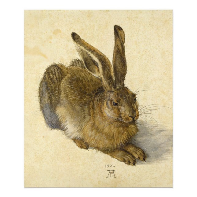 Hare by Albrecht Durer Photo Print (Front)