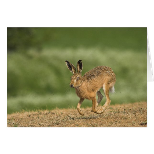 Hare Card (Front Horizontal)