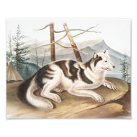 Hare Indian Dog (Canis familiaris) Illustration