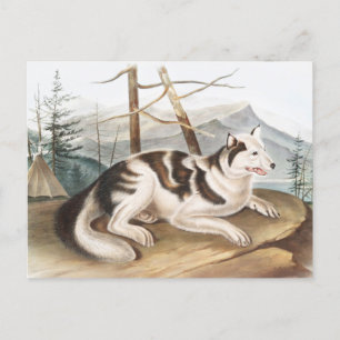 Hare Indian Dog (Canis familiaris) Illustration Postcard