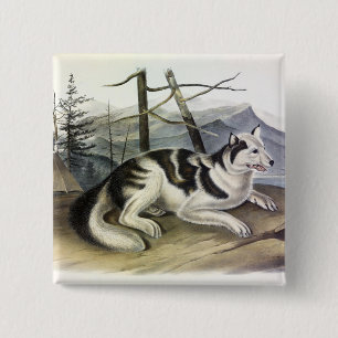 Hare-Indian Dog (Mackenzie River Dog) by Audubon 15 Cm Square Badge