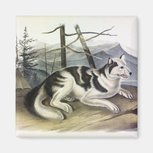 Hare-Indian Dog (Mackenzie River Dog) by Audubon Magnet