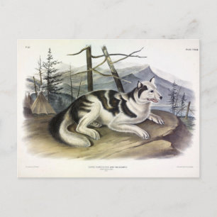 Hare-Indian Dog (Mackenzie River Dog) by Audubon Postcard