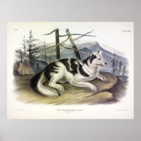 Hare-Indian Dog (Mackenzie River Dog) by Audubon