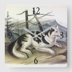 Hare-Indian Dog (Mackenzie River Dog) by Audubon Square Wall Clock