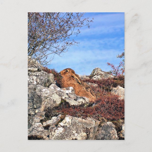 HARE POSTCARD (Front)