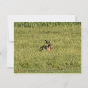 Hare  postcard