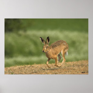 Hare Poster/Print Poster