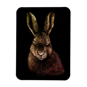 Hare, rabbit, drawing magnet