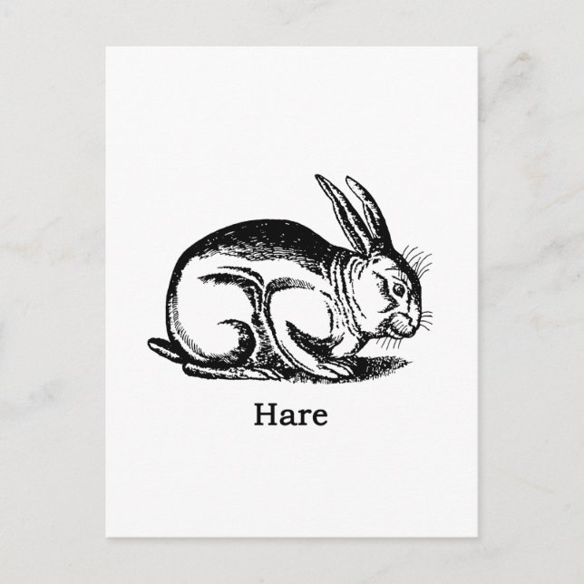 Hare (rabbit) postcard (Front)