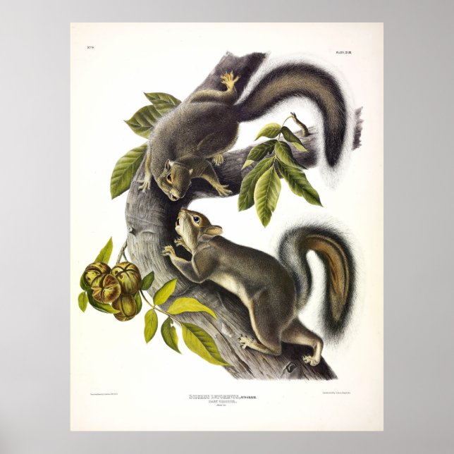 Hare Squirrel or Western Grey Squirrel by Audubon Poster (Front)