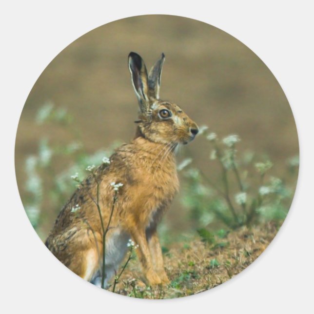 Hare Stickers (Front)