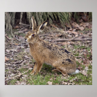 Hare Today, Gone Tomorrow Print