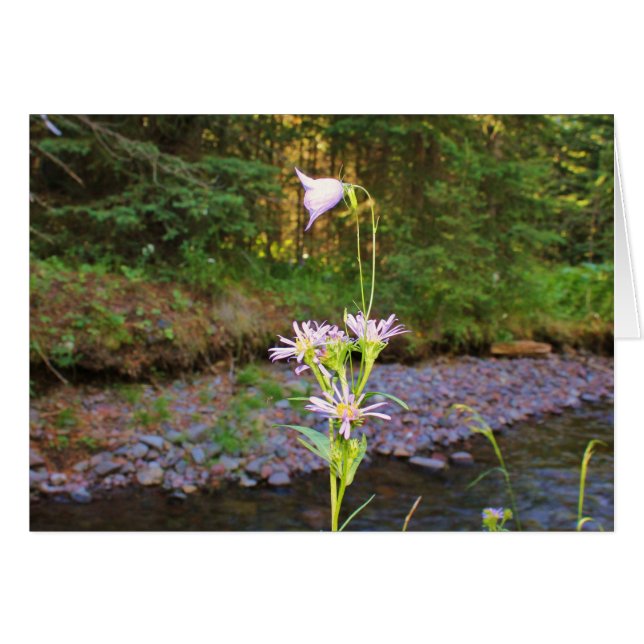 Harebell & Meadow Aster (Front Horizontal)