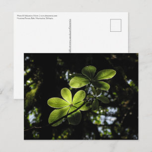 Harenna Forest Ethiopia Postcard