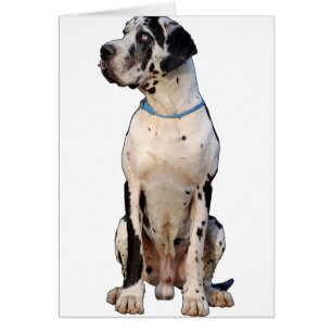 Harlekin Great Dane
