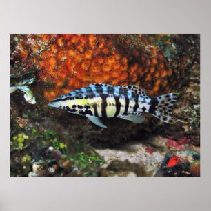 Harlequin Bass Poster