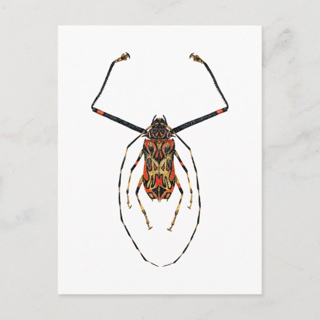Harlequin Beetle Postcard (Front)