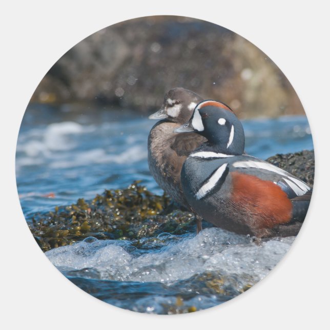 Harlequin Duck in ocean surf Classic Round Sticker (Front)